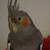 :iconlamaapel: