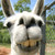 :iconlamagiver2247: