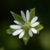 :iconlambelkip: