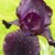 :iconlambertlover6: