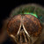 :iconlambich: