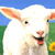 :iconlamsey: