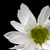 :iconlamst-ebda3:
