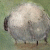 :iconlanenk: