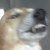 :iconlangapol: