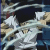 :iconlanmingmaoyi: