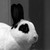 :iconlapin10:
