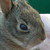 :iconlapintaara284: