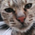 :iconlapsea: