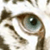 :iconlapsingrose: