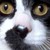 :iconlaptop-mspainter: