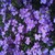 :iconlara068: