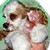 :iconlaretarose: