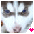 :iconlarettes: