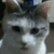 :iconlarka-the-wolf:
