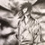 :iconlarocca79: