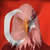 :iconlaroxil: