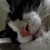 :iconlarvalangel: