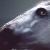:iconlashios: