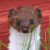 :iconlasica-lina: