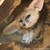 :iconlasselantha: