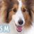 :iconlassie-dog: