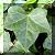 :iconlast-leaf: