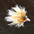 :iconlastagony: