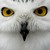 :iconlastgray: