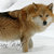 :iconlastkin: