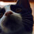 :iconlastmelody: