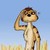 :iconlatedeveloper: