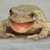 :iconlaughingfrogart: