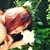 :iconlauinwonderland: