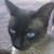 :iconlaumarin:
