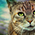 :iconlaumelle: