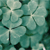 :iconLaura-A-P: