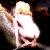 :iconlaura-fish: