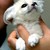 :iconlauranathalhasa:
