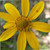 :iconlaurelphotoandcraft:
