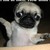 :iconlaurenadele: