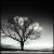 :iconlaurenart: