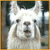 :iconlaurenry:
