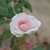 :iconlaurens-wonderland: