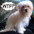 :iconlaurythelatrator: