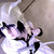 :iconlautaro-lf:
