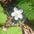 :iconlavaland422: