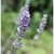 Lavandula-Parfum :iconlavandula-parfum: