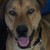 :iconlavatigerarticwolf: