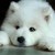 :iconlavender-wolfe: